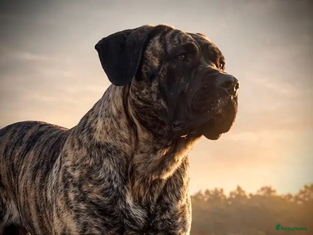 Presa Canario honden te koop: Presa canario pups teefjes FCI - Advertentie 1