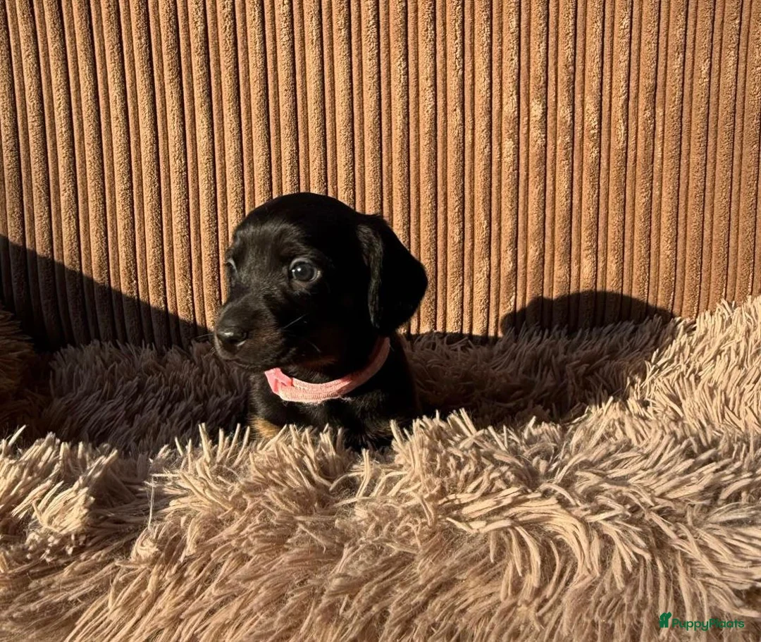 Teckel (korthaar)  honden te koop: Teckel pups - Advertentie 13