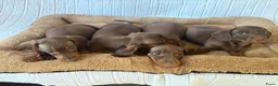 Teckel (korthaar)  honden te koop: Dwerg bruin tan teckel pupjes. - Advertentie 3