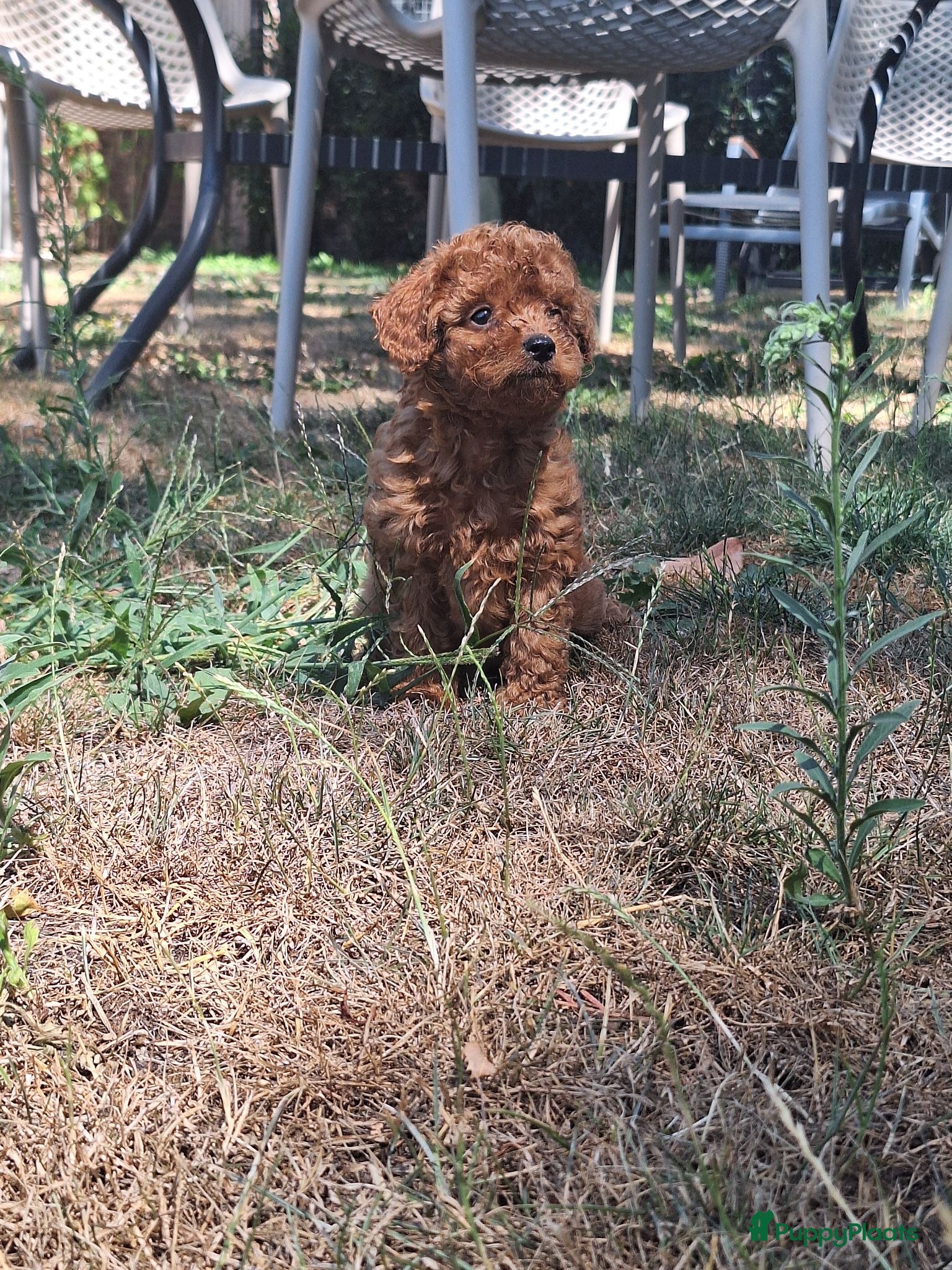 Maltipoo honden Lieve, sociale abrikoos Maltipoo teefjes te koop🐾 - Advertentie 2