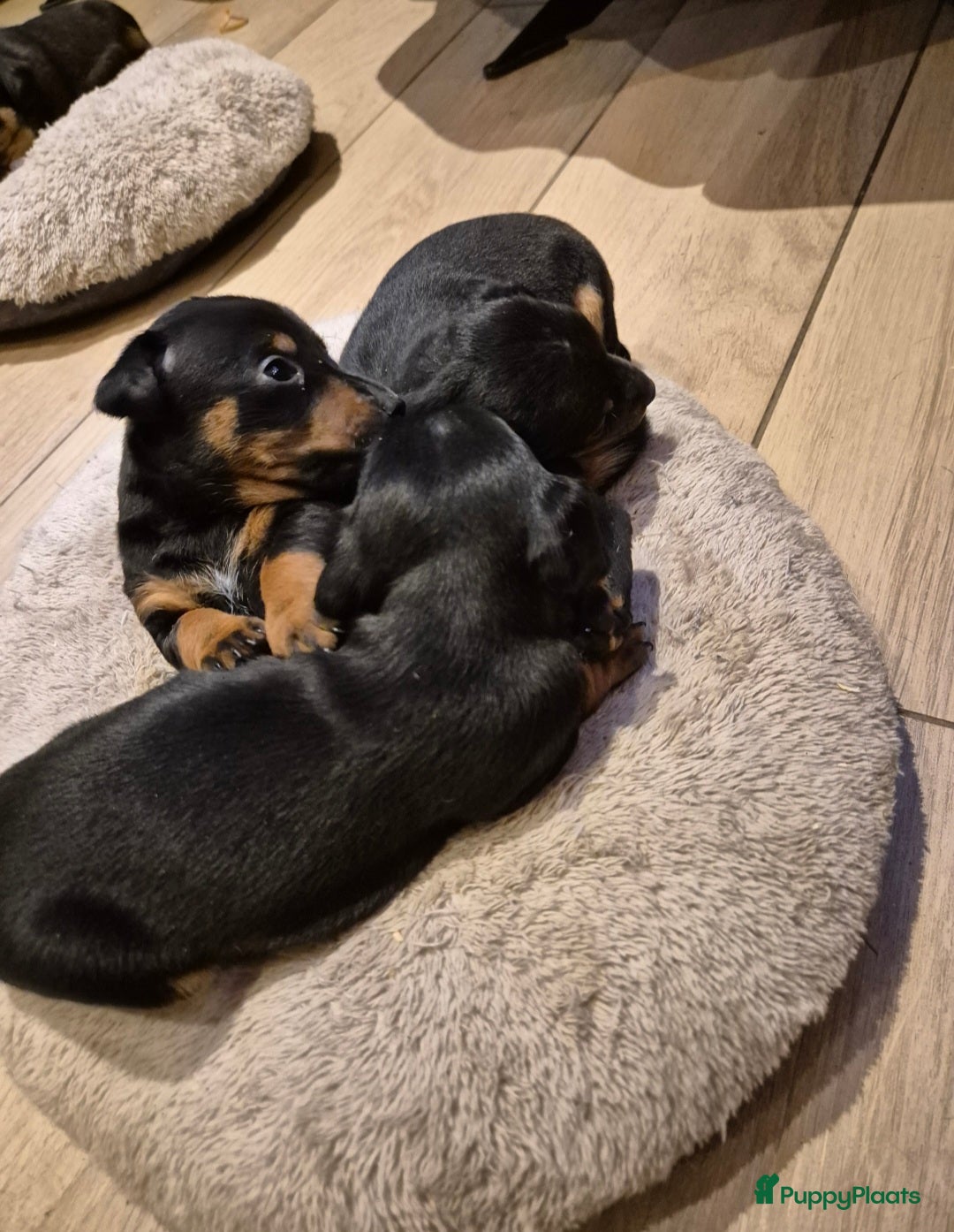 Jack Russel Terriër honden te koop: JACK RUSSEL PUPS - Advertentie 5