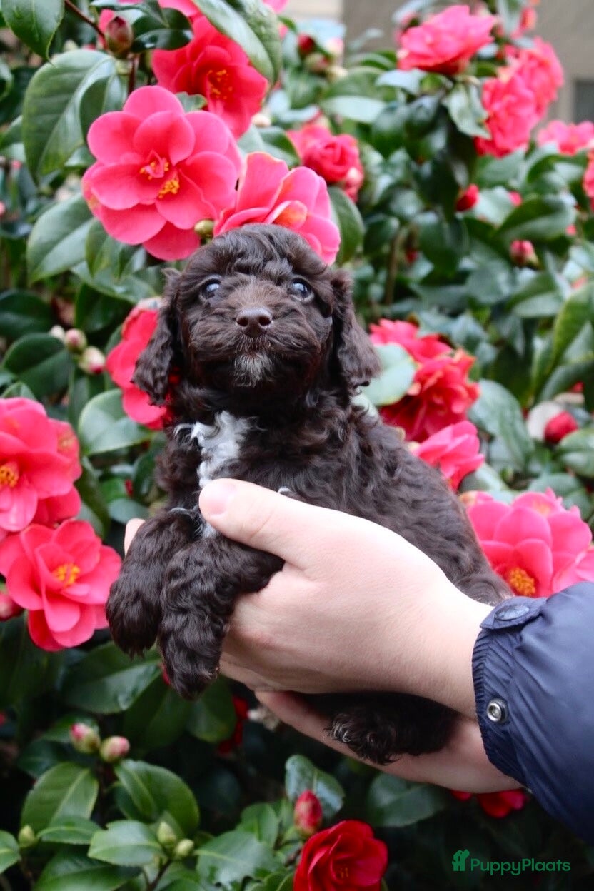 Maltipoo honden 2 laatste Maltipoo reutjes 🩵 - Advertentie 1