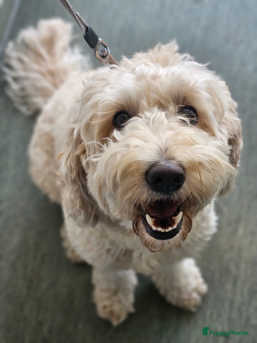 Labradoodle honden te koop: Prachtige labradoodle pups te koop  - Advertentie 5