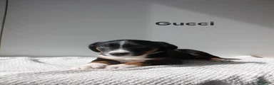 Appenzeller Sennenhond 7 (gucci)