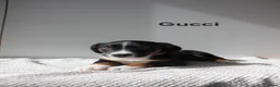 Appenzeller Sennenhond honden te koop: Appenzeller Sennenhond puppy's - Advertentie 16