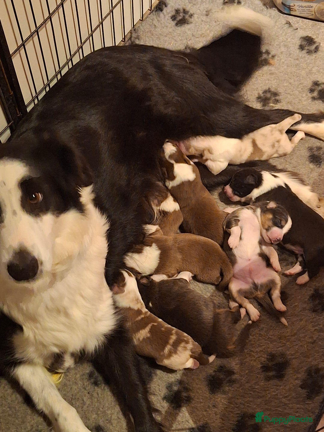 Australian Shepherd honden te koop: Raszuiver Australian Shepherd pups op de boerderij - Advertentie 2