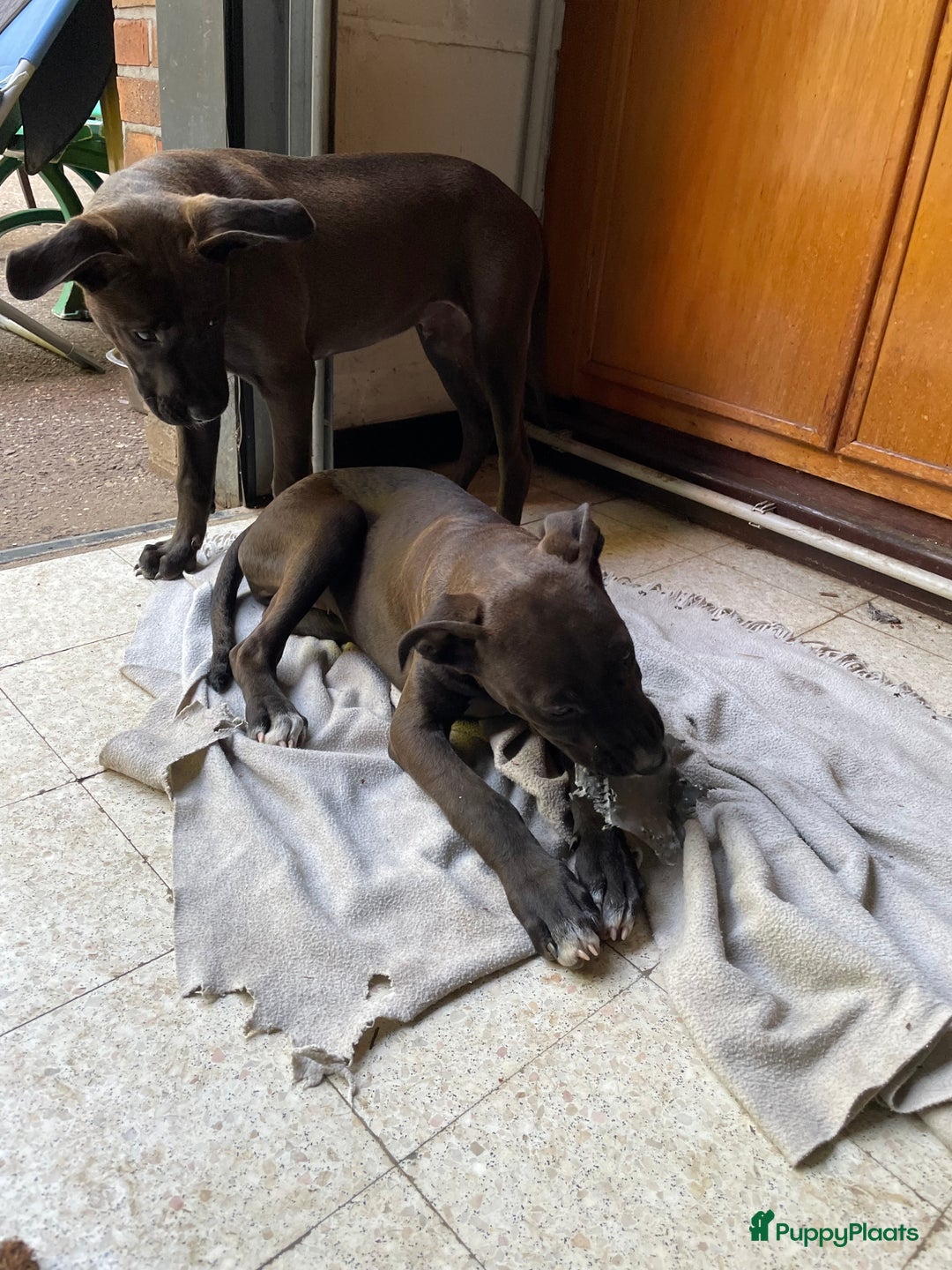 American Staffordshire Terriër honden te koop: Stafford mix cane corso  - Afbeelding 5