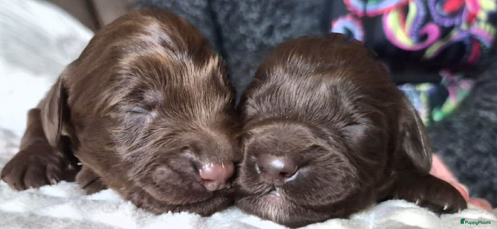 Australian Labradoodle honden Australische Labradoodle Pupjes Choco - Advertentie 1