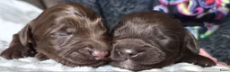 Australian Labradoodle honden te koop: Australische Labradoodle Pupjes Choco - Advertentie 1
