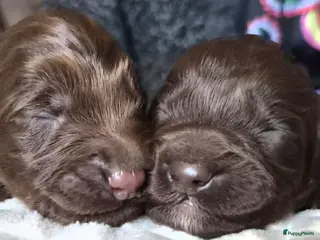 Australian Labradoodle honden Australische Labradoodle Pupjes Choco - Advertentie 1