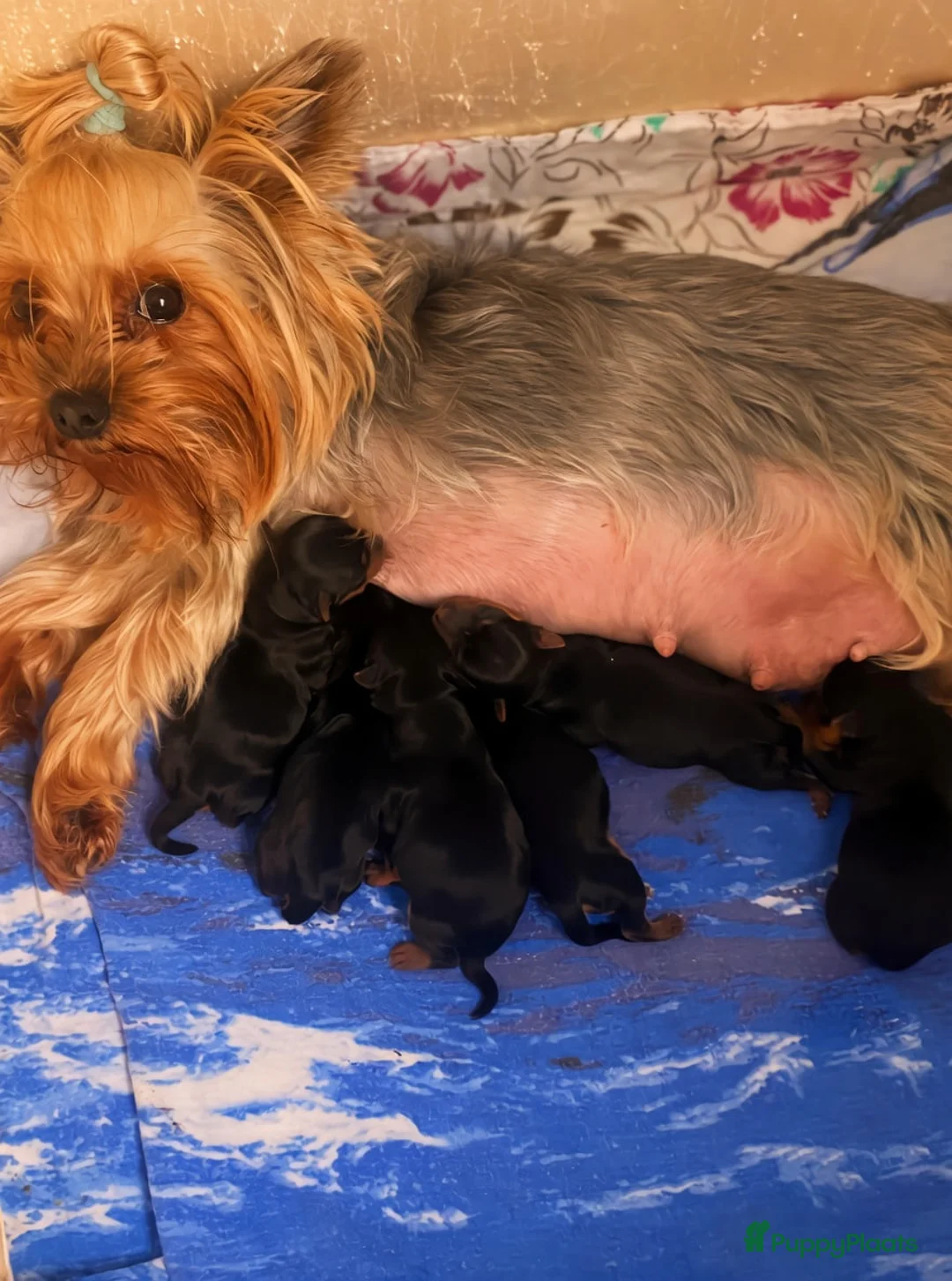 Yorkshire Terriër honden te koop: Yorkshire Terriër puppy in Zaandam - Advertentie 5