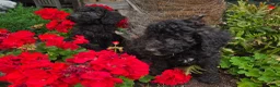 Labradoodle honden te koop: Mini labradoodle pups br/zw gemêleerd  - Advertentie 3
