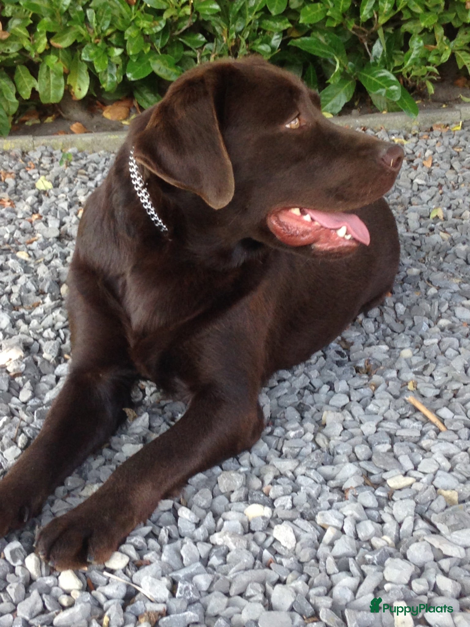 Labrador Retriever honden Staat ter dekking zeer mooie labrador reu - Advertentie 1