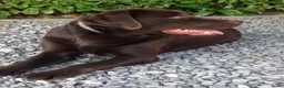 Labrador Retriever honden ter dekking: Staat ter dekking zeer mooie labrador reu - Advertentie 1