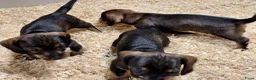 Ruwhaar Teckel honden te koop: Ruwharige teckel pup's in Barchem - Advertentie 6