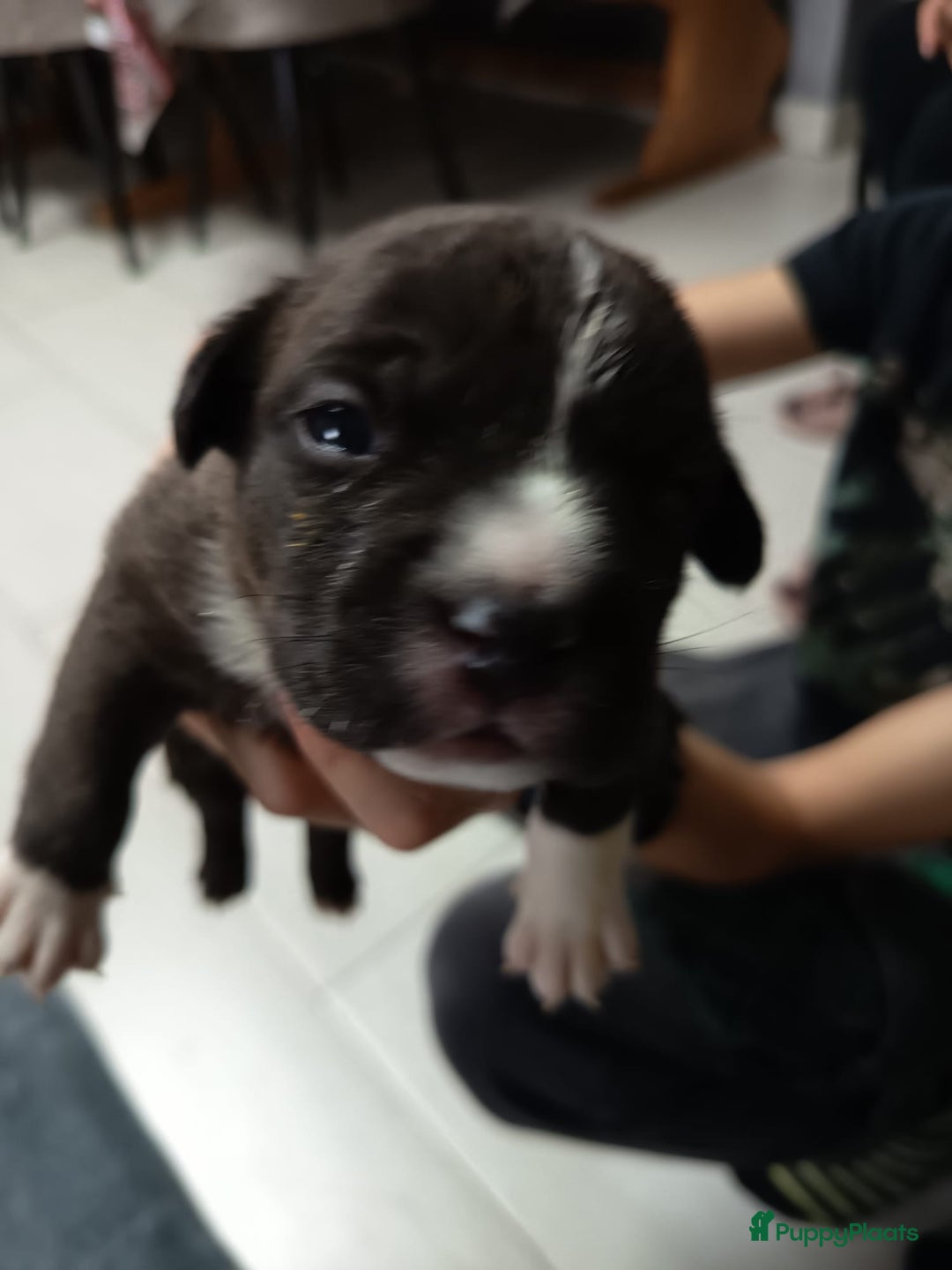 Amerikaanse Bully honden te koop: Amerikaanse Bully-puppy's  - Advertentie 4