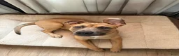 Kruising honden te koop: Koda zoekt een liefdevol nieuw thuis! in Rijswijk - Advertentie 1