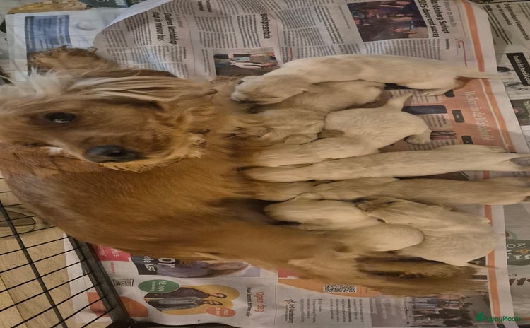 Kruising honden Prachtig nest cocker spaniel x golden retriever  - Advertentie 1