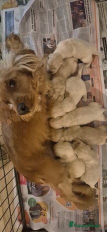 Kruising honden Prachtig nest cocker spaniel x golden retriever - Advertentie 1