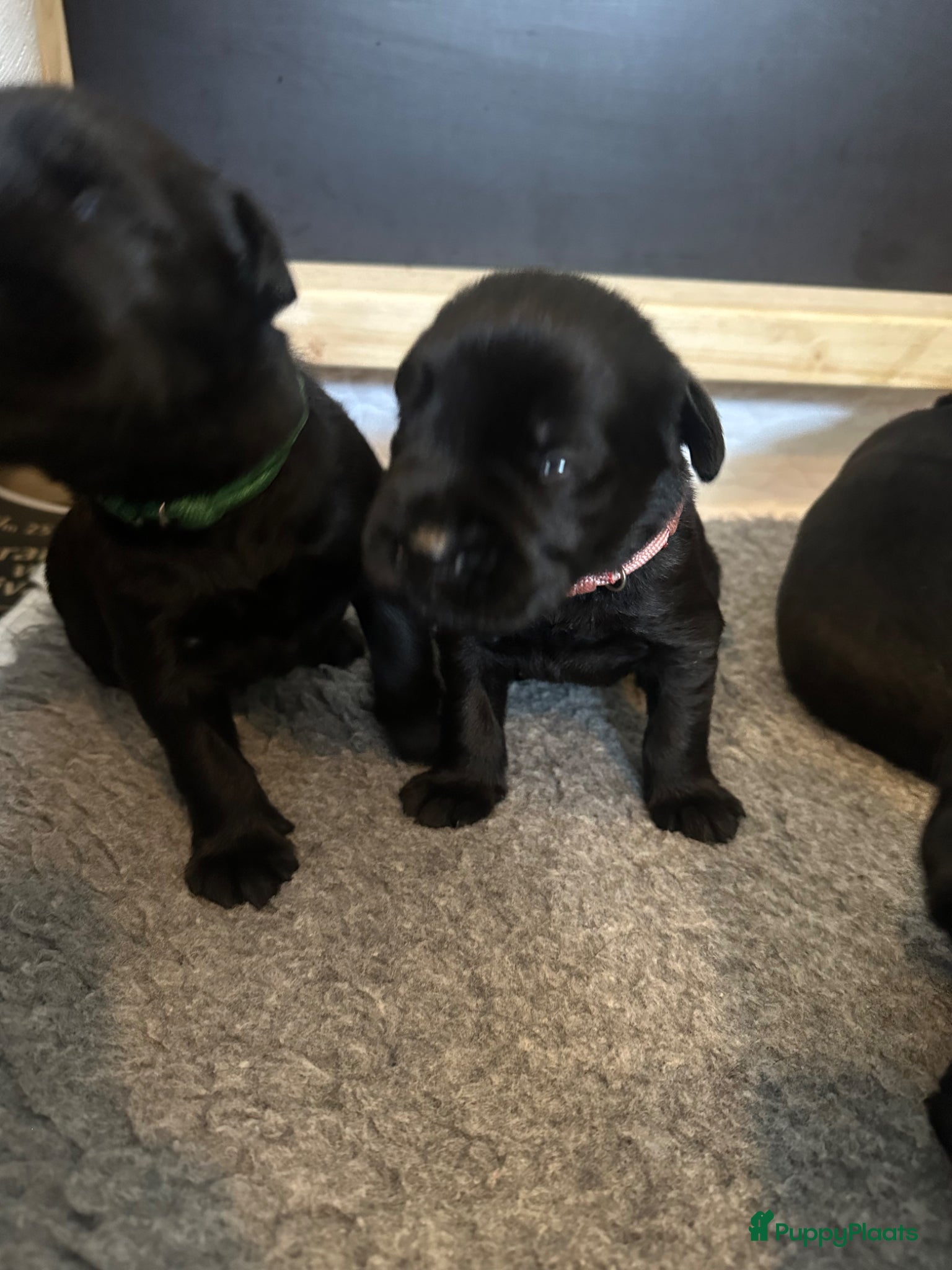 Riesenschnauzer honden Giant Schnauzer puppy met stamboom - Advertentie 1