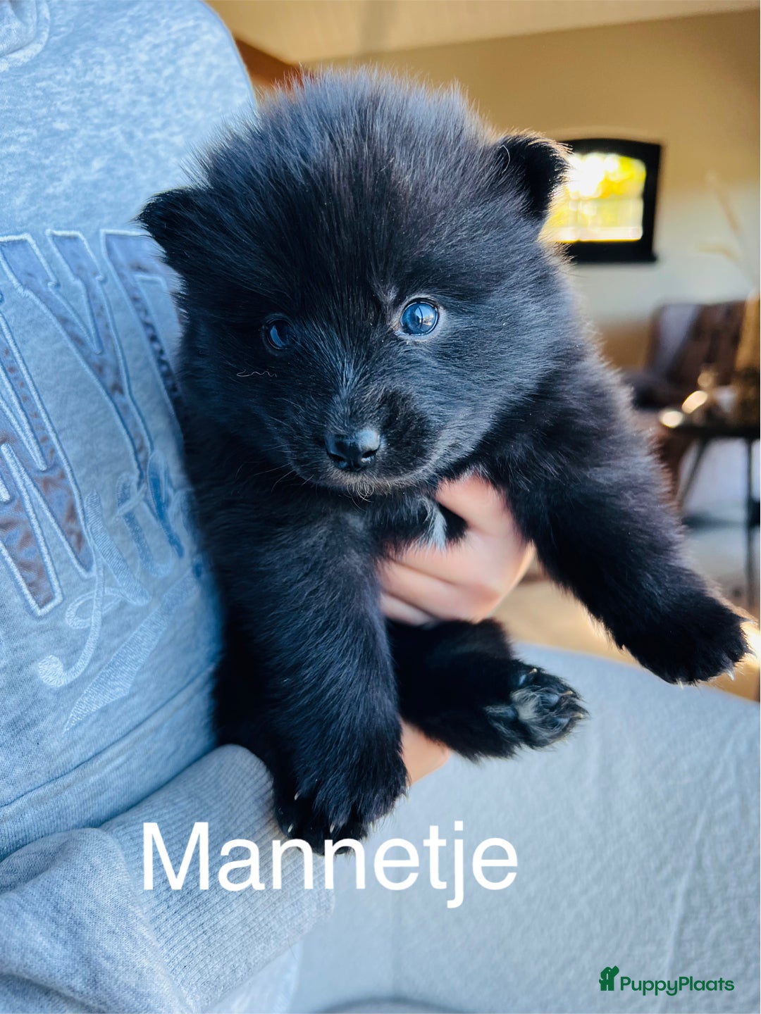 Pomsky honden te koop: Pomsky pups  - Advertentie 5