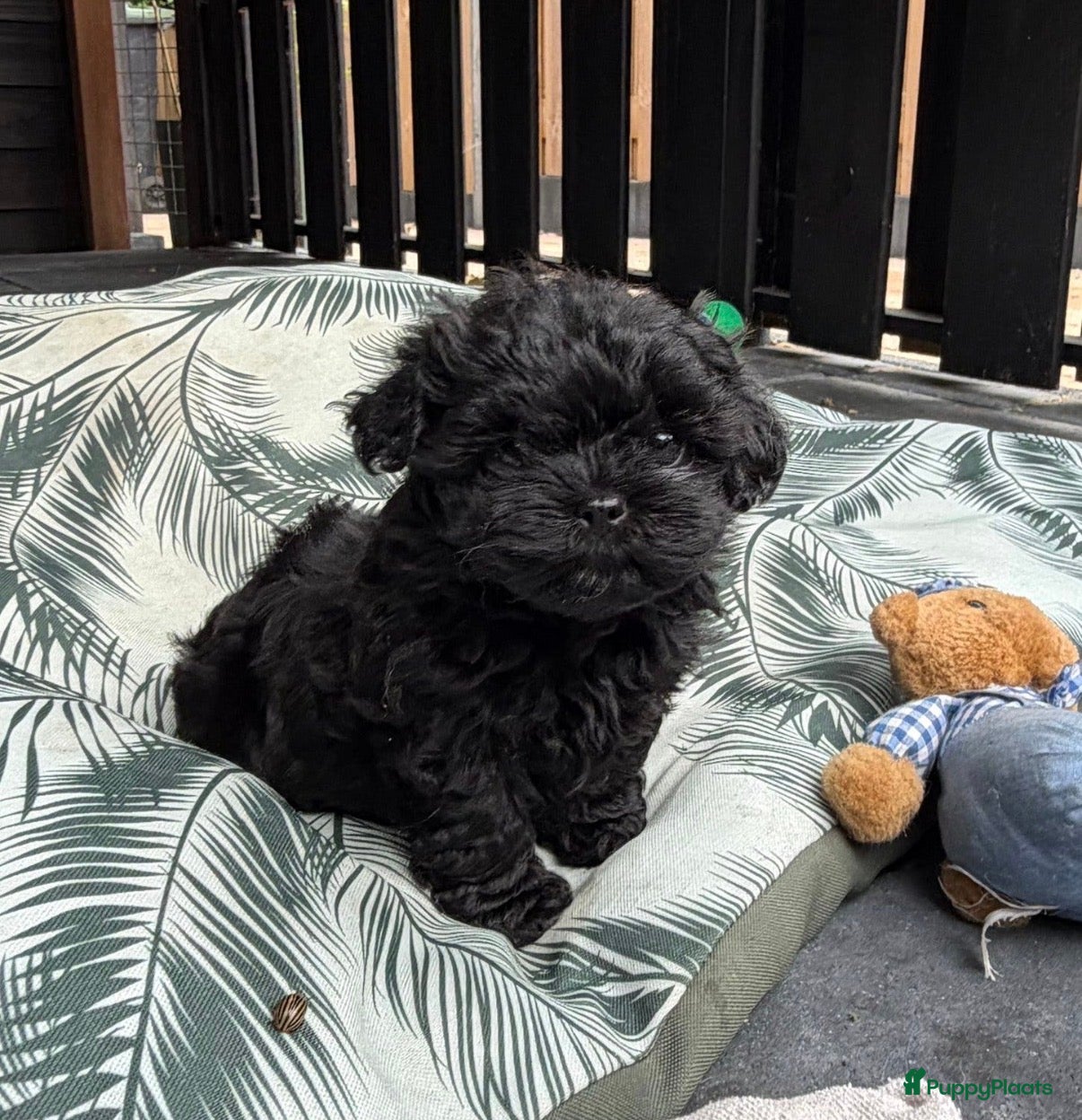 Shihpoo honden Shih-Poo pups - Advertentie 9