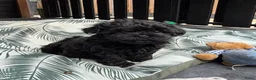 Shihpoo honden te koop: Shih-Poo pups in Elim - Advertentie 5