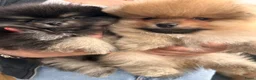 Pomeriaan honden te koop: 🌺Pomeranian 100 %🌺 - Advertentie 9
