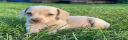 Kruising honden te koop: Kortharige teckels met vleugje chihuahua  - Advertentie 11
