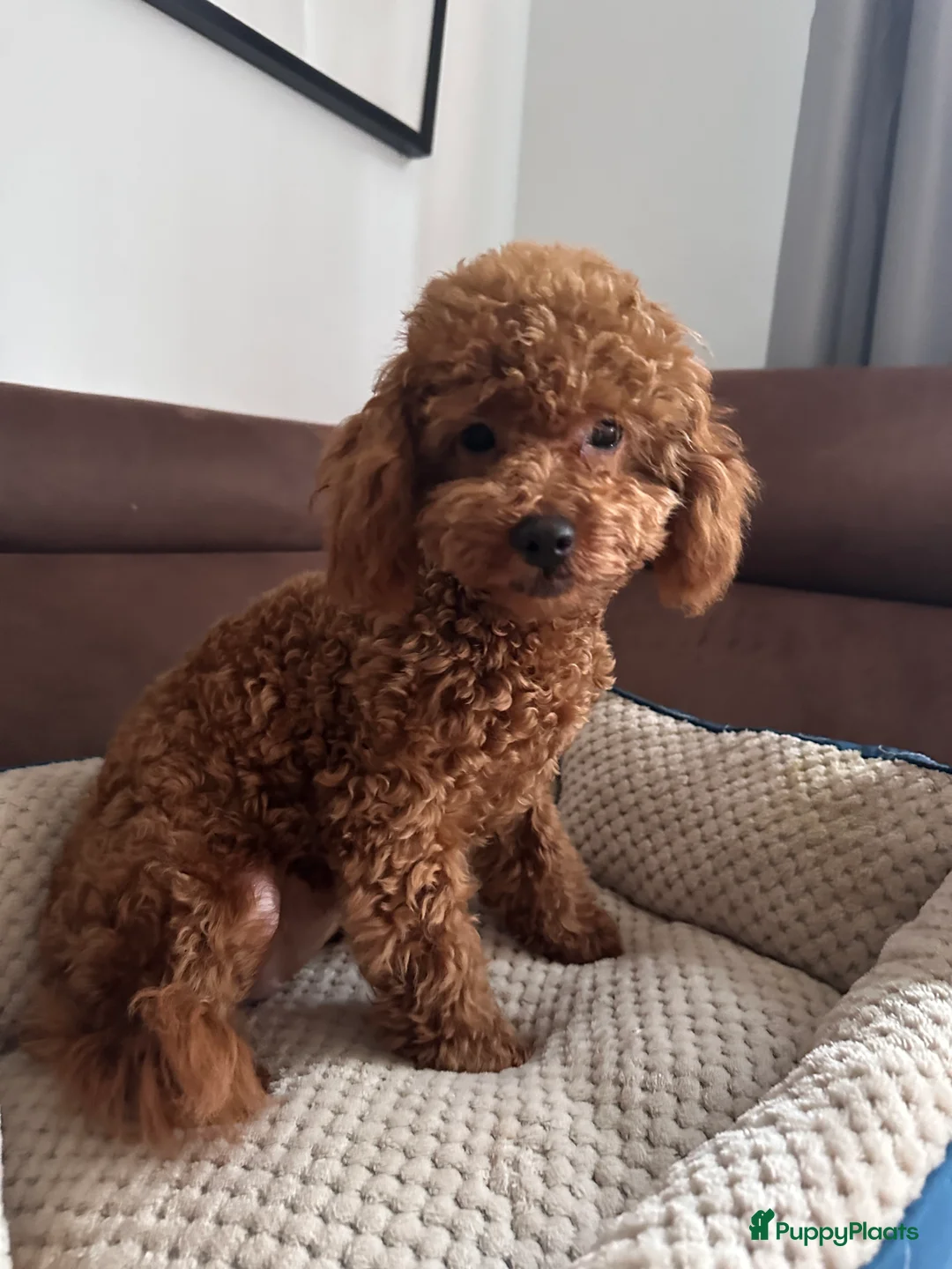 Poedel Toy honden te koop: Toy Poedel meisje zoekt familie - Advertentie 4