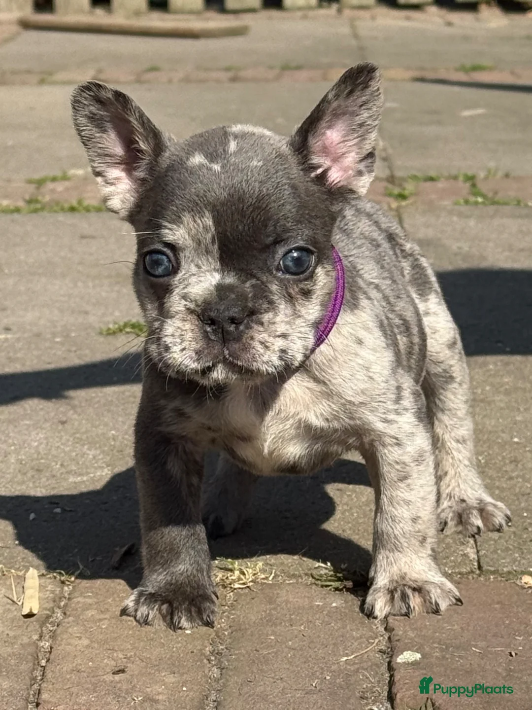 Franse Bulldog honden te koop: Schitterende merle reutjes van geteste ouders. - Advertentie 11
