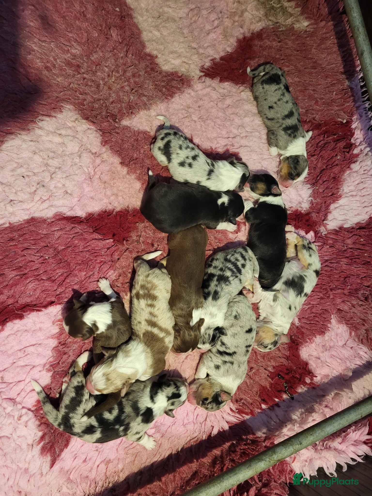 Australian Shepherd honden Australian Shepherd pupjes met FCI stamboom - Advertentie 2