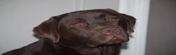 Labrador Retriever honden te koop: labrador pups, 5 teefjes en 3 reutjes beschikbaar. - Advertentie 9