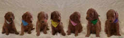 Kruising honden te koop: Rode Mini Australian/Labradoodles - Advertentie 7