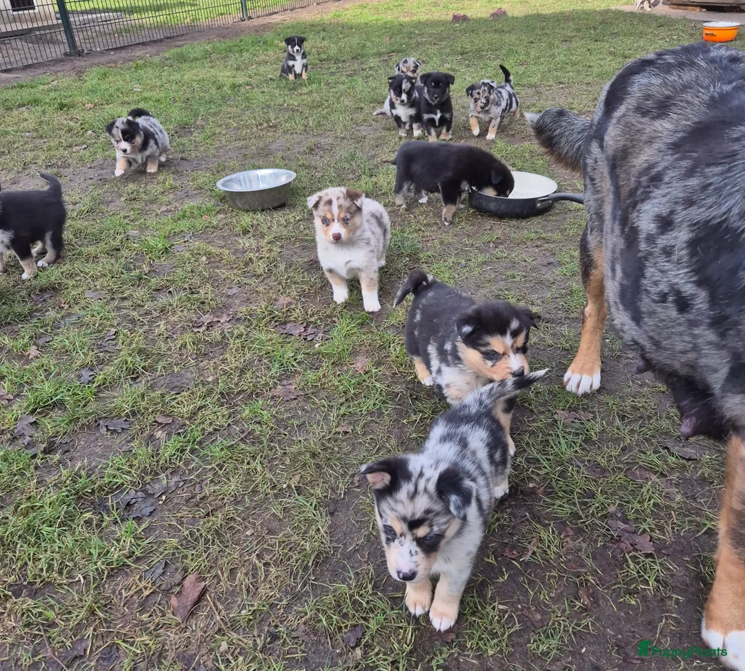 Kruising honden te koop: Australian shepherd x Pomsky (mini-aussie) - Advertentie 23