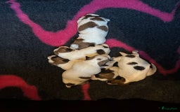 Jack Russel Terriër honden te koop: Mooi reutje van 7 maand  - Afbeelding 7