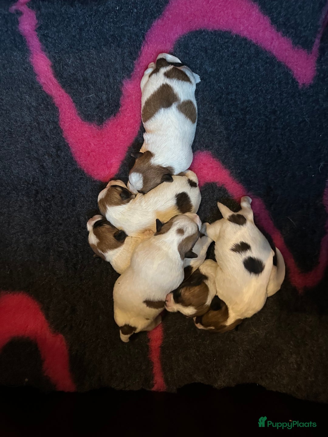Jack Russel Terriër honden te koop: Mooi reutje van 7 maand  - Afbeelding 7