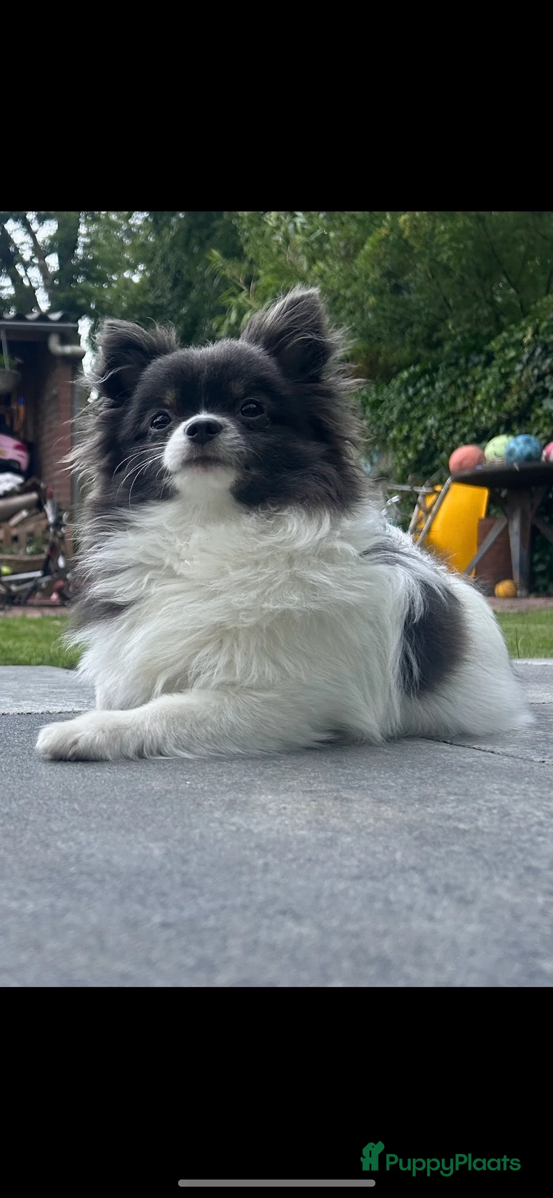 Pomchi honden te koop: Kleine pomchi pups 75% pomeranian 25% chihuahua - Advertentie 13