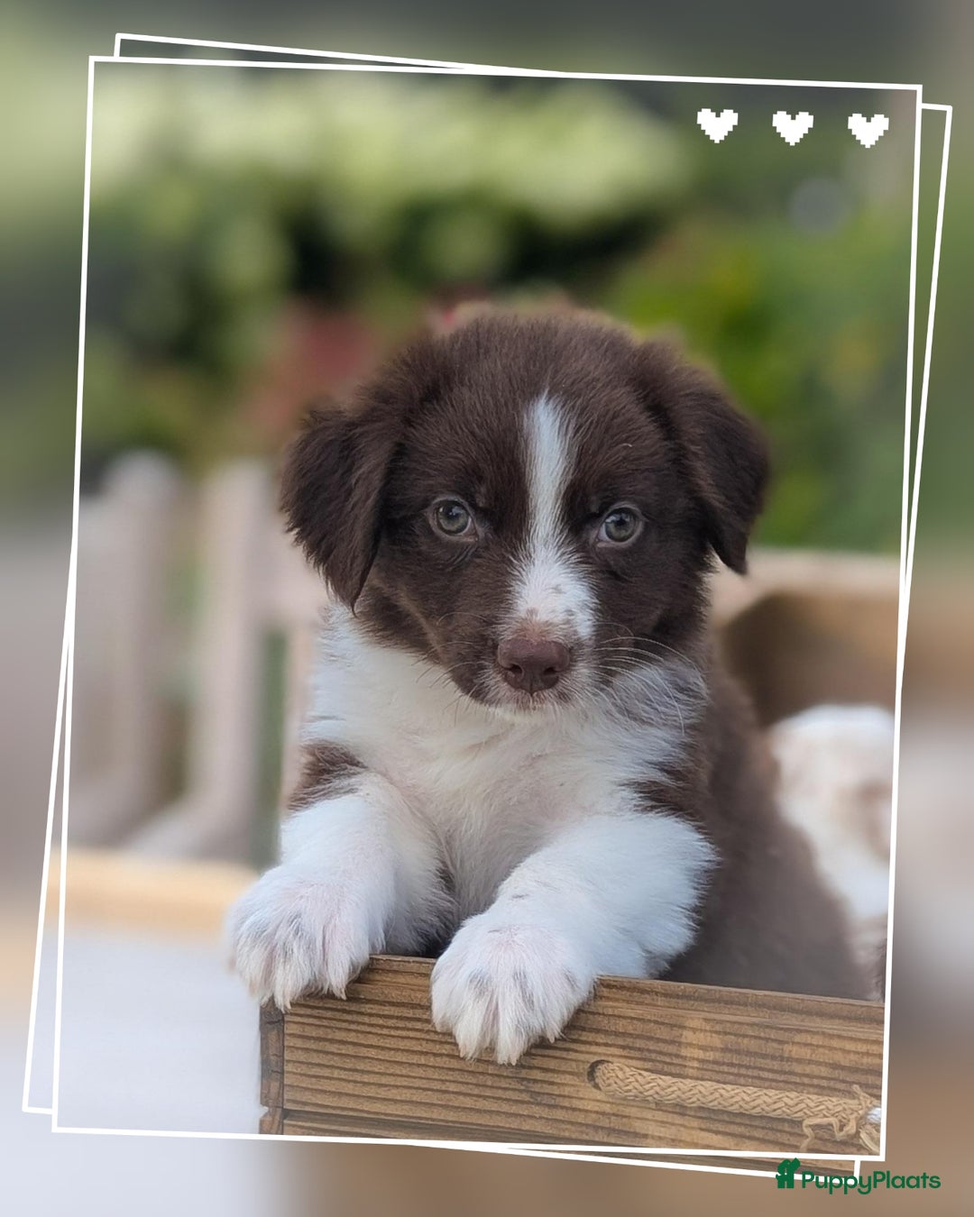 Australian Shepherd honden te koop: Prachtige Australian Shepherd pups te koop  - Afbeelding 9