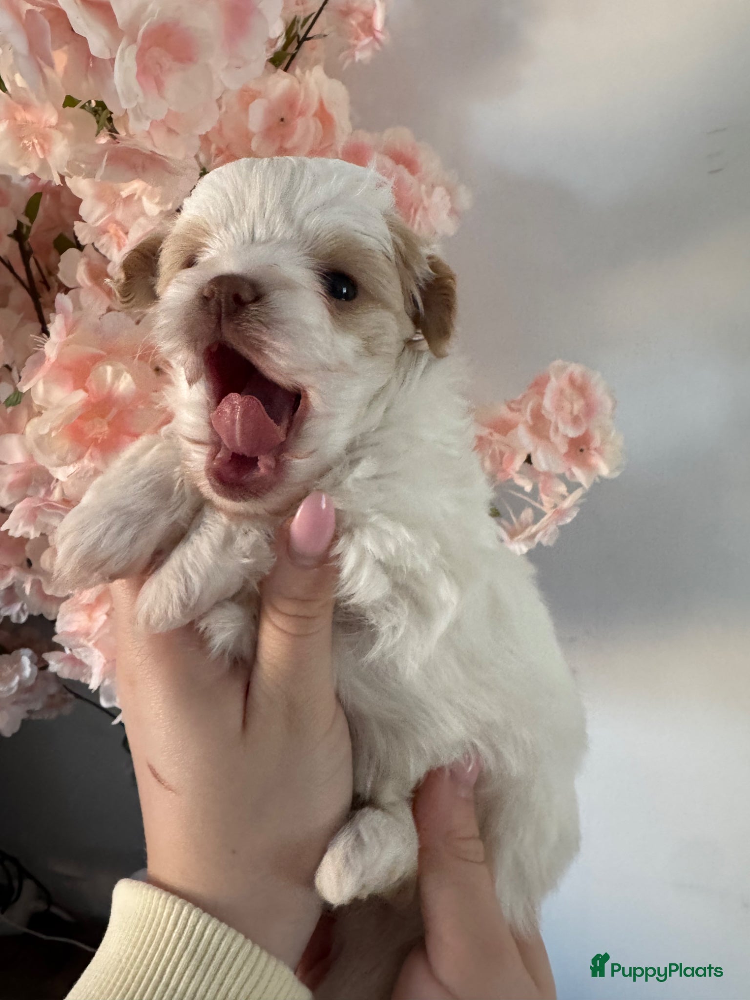Kruising honden Uniek nestje kleine Pomapoo pups 🥰  - Advertentie 1