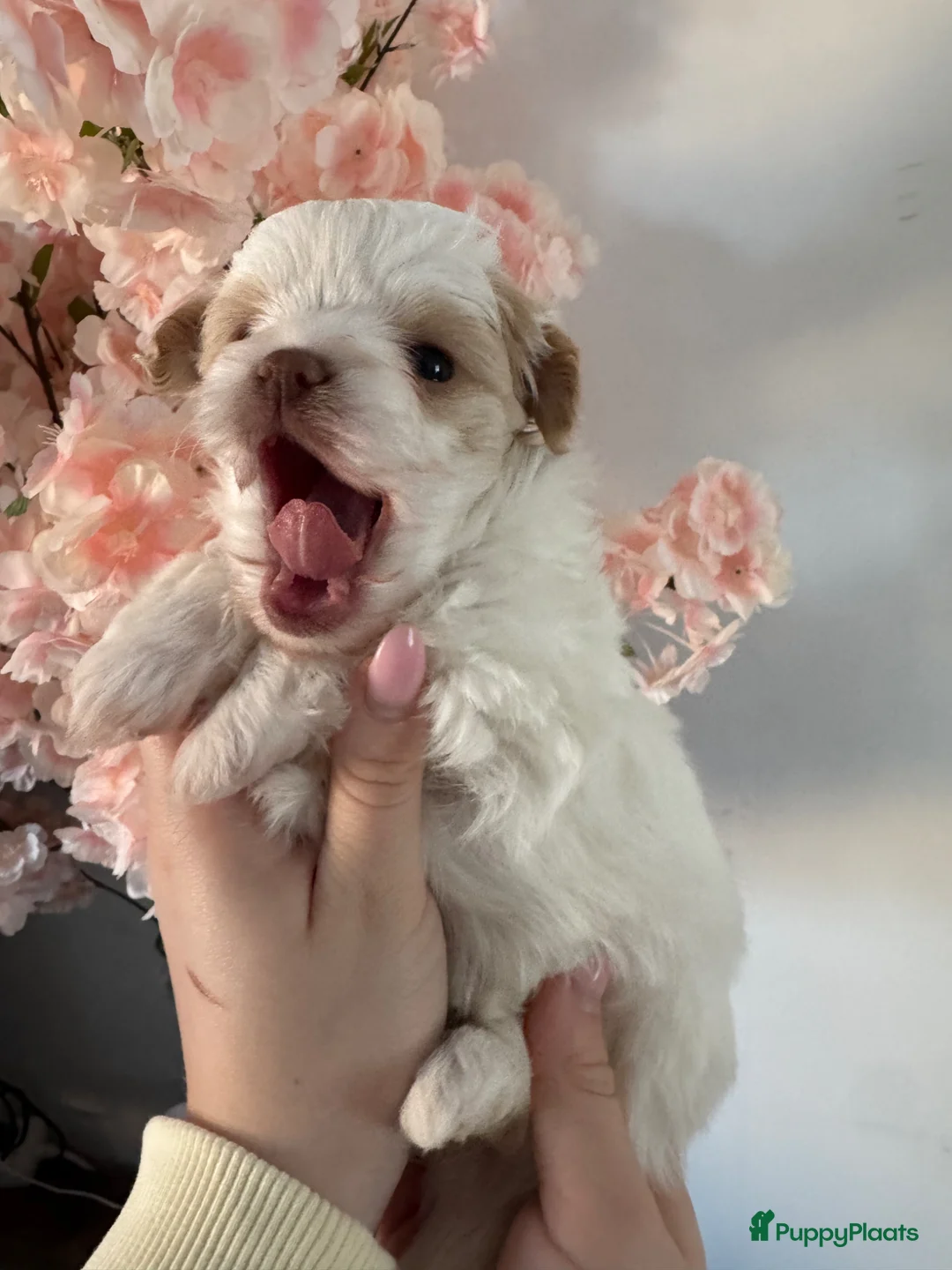 Kruising honden te koop: Uniek nestje kleine Pomapoo pups 🥰  - Advertentie 1