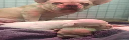 Franse Bulldog honden te koop: Franse bulldog pups  - Advertentie 16