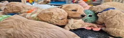 Cockapoo honden te koop: Kleine maat cockapoo pups - Advertentie 13