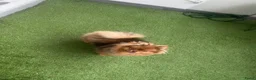 Pomeriaan honden te koop: Sticht in Venlo - Advertentie 4