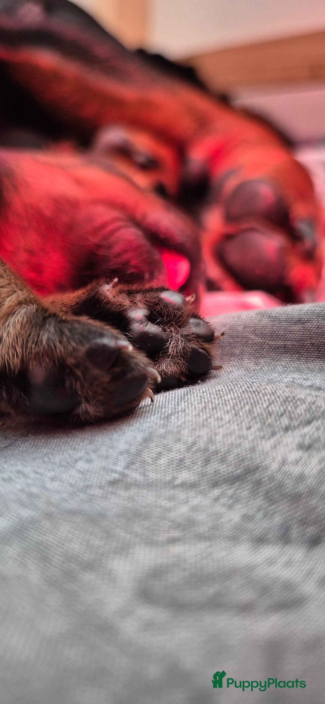 Rottweiler honden te koop: Nest F 27.11.2025 - Advertentie 9