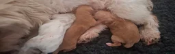 Maltipoo honden te koop: ❤️ UNIEKE maltipoo pup - 1 REUTJE BESCHIKBAAR ❤️ - Advertentie 2