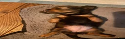Teckel (langhaar) honden te koop: Teckel pups langhaar kleine dwerg - Advertentie 35