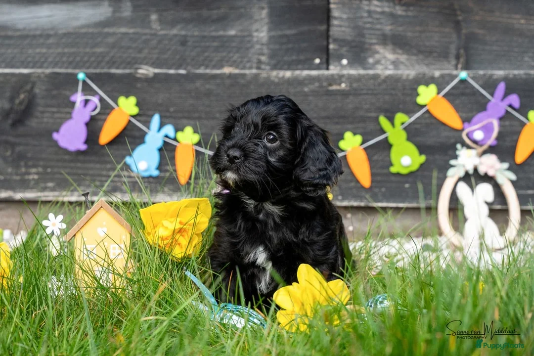 Kruising honden te koop: Lieve Boompoo - Advertentie 5