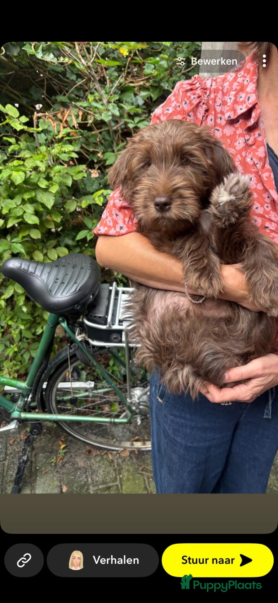 Labradoodle honden te koop: Labradoodle teefje - Advertentie 2