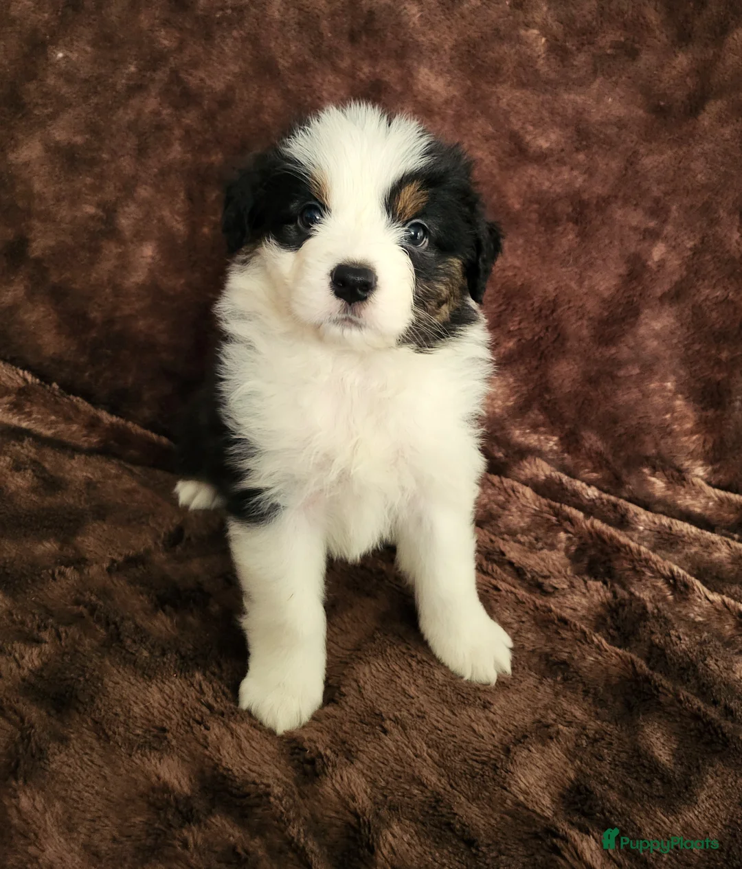 Australian Shepherd honden te koop: Australian Shepherd ouders FCI Stamboom - Advertentie 9